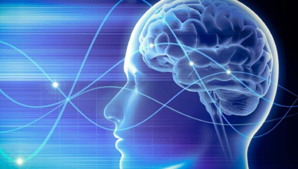 Zoom sul Cervello