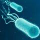 Escherichia coli: approfondimento